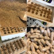 Headache Relief Capsules