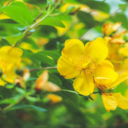 St. John's Wort Tincture