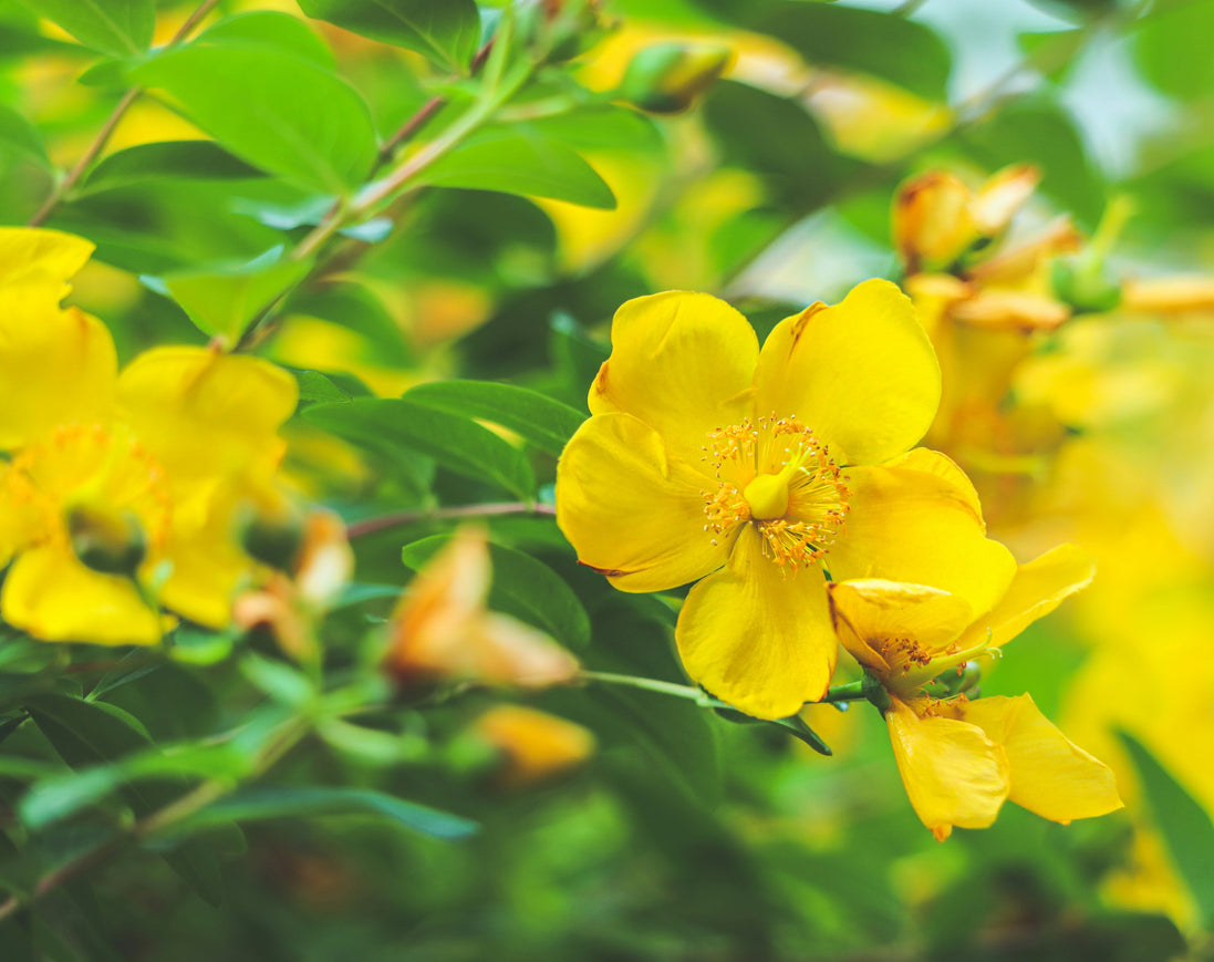St. John's Wort Tincture