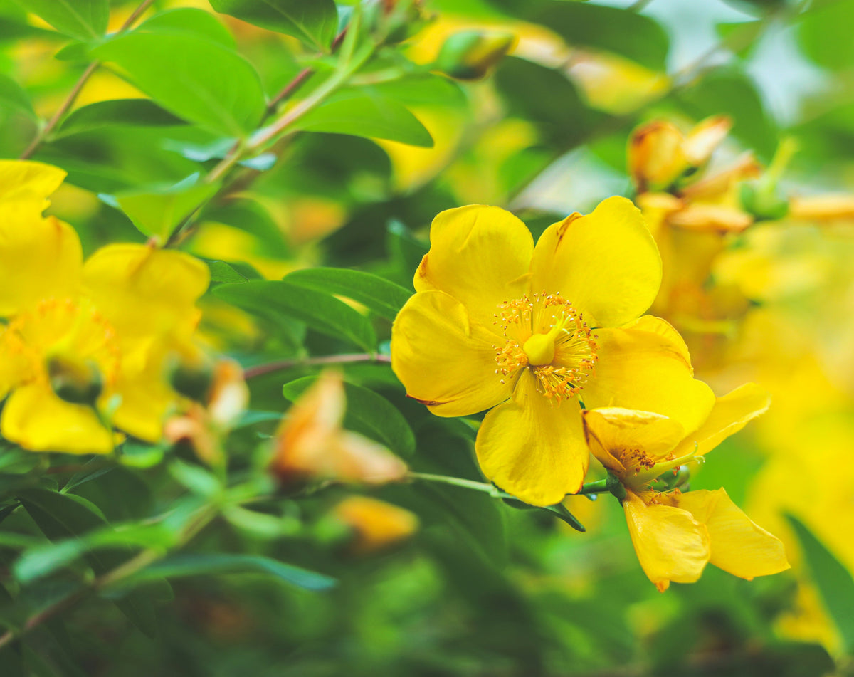 St. John's Wort Tincture