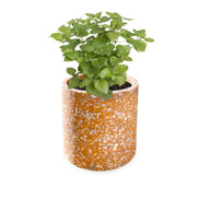Terracotta Plantable Candle